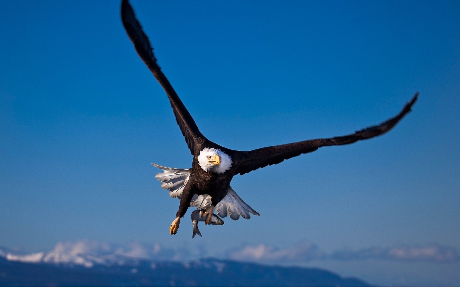 Download Animal Bald Eagle Image