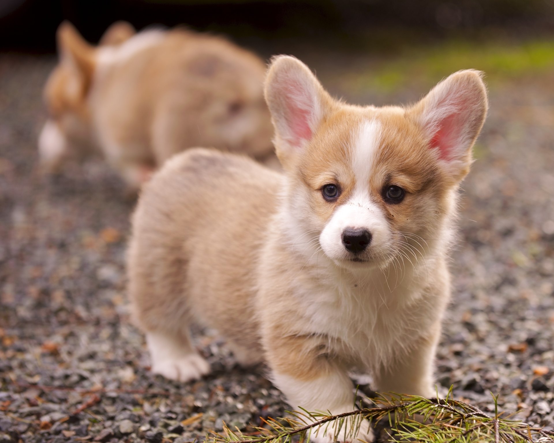 Animal corgi Image