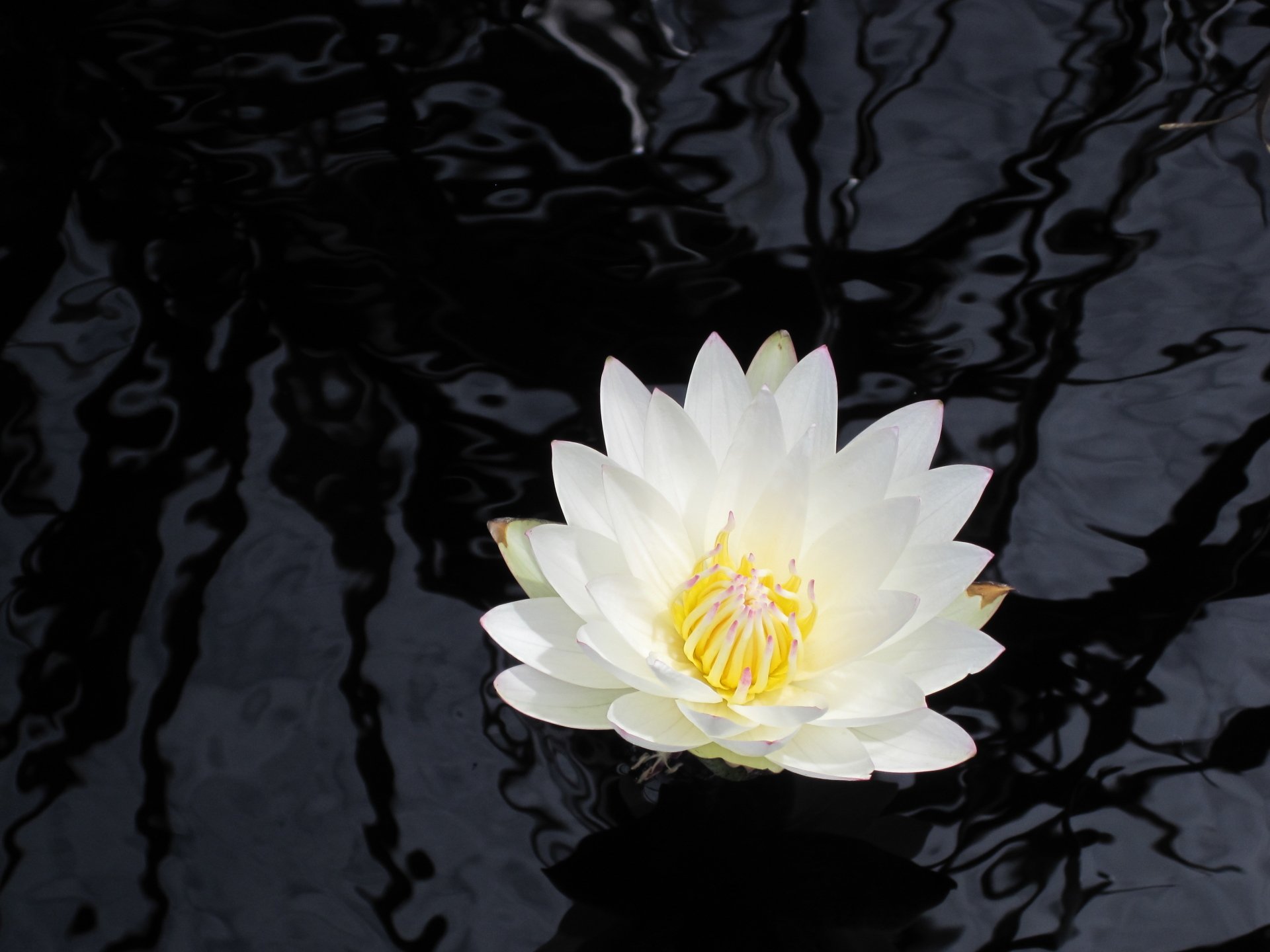  Lily on Black Water