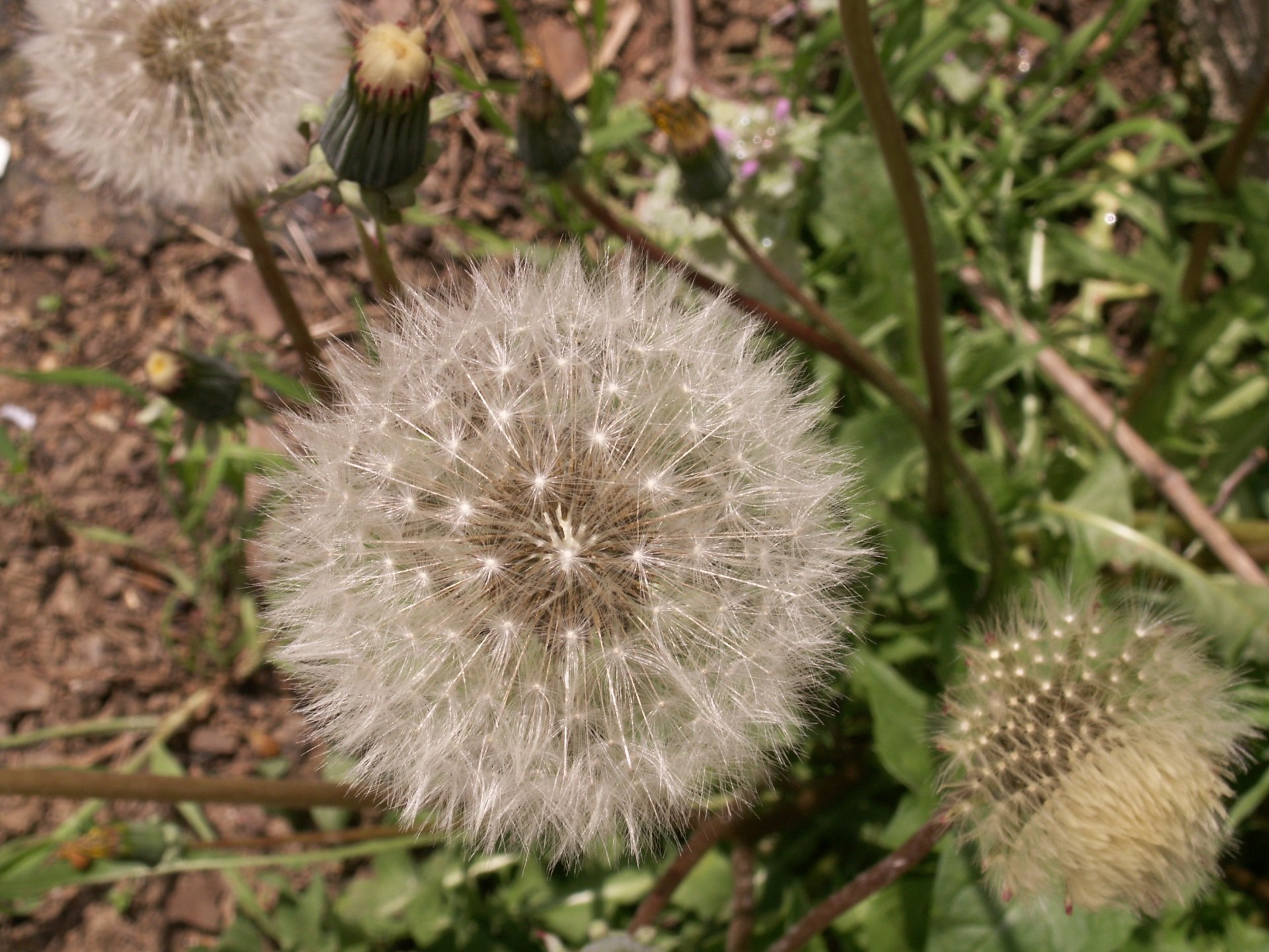  Dandelion