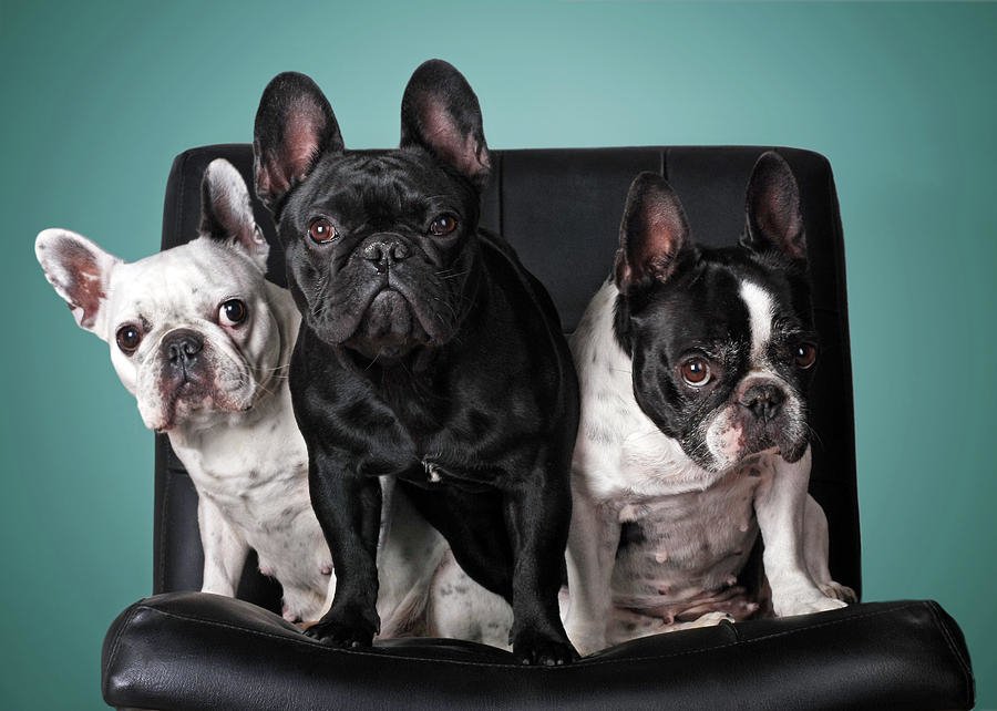 Three French bulldogs, one white, one black, and one black-and-white, sit closely together on a black leather chair against a teal background.