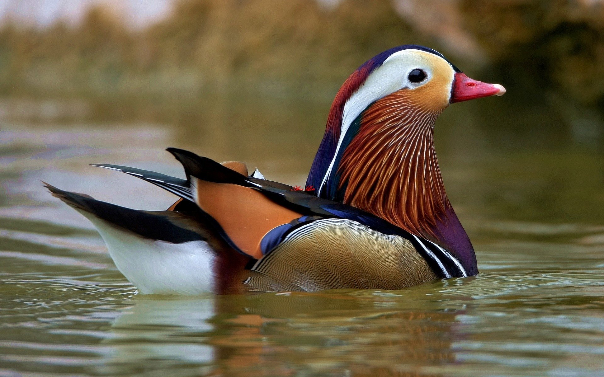 Animal mandarin duck Image