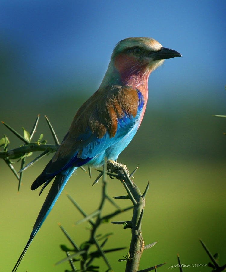  Lilac Breasted Roller by Joseph G Holland