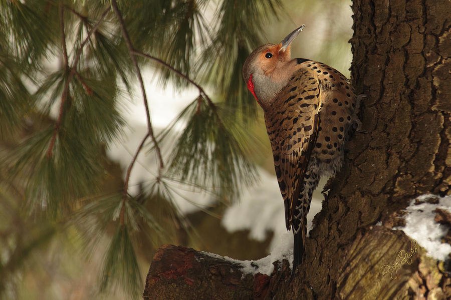  Northern flicker by Everet Regal