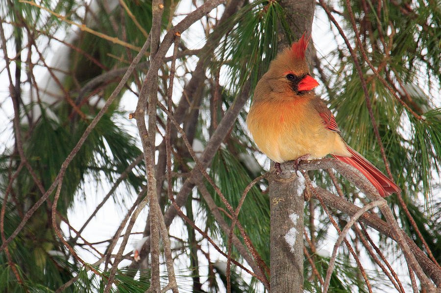  Female Cardinal by Everet Regal