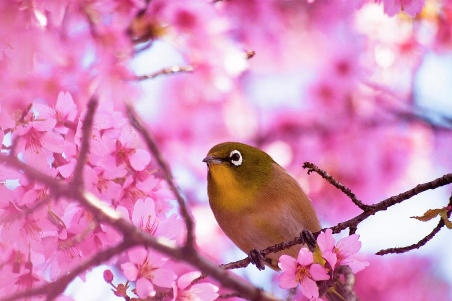 Japanese white-eye bird (animal) perched on a cherry blossom branch amid bright pink flowers