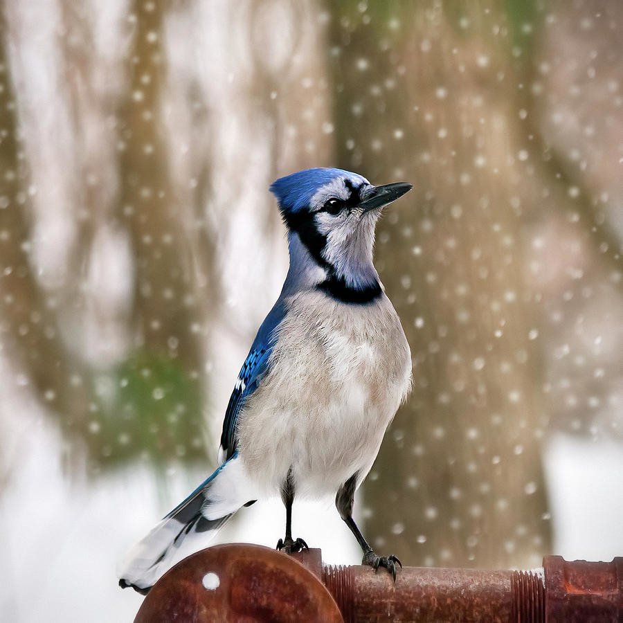  Blue For You by Evelina Kremsdorf
