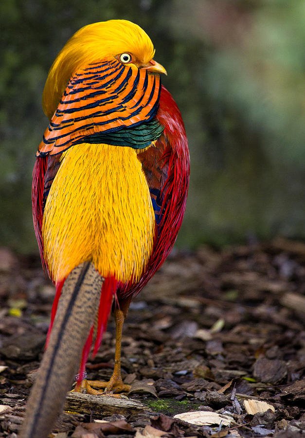  Golden Pheasant by Greg Nyquist