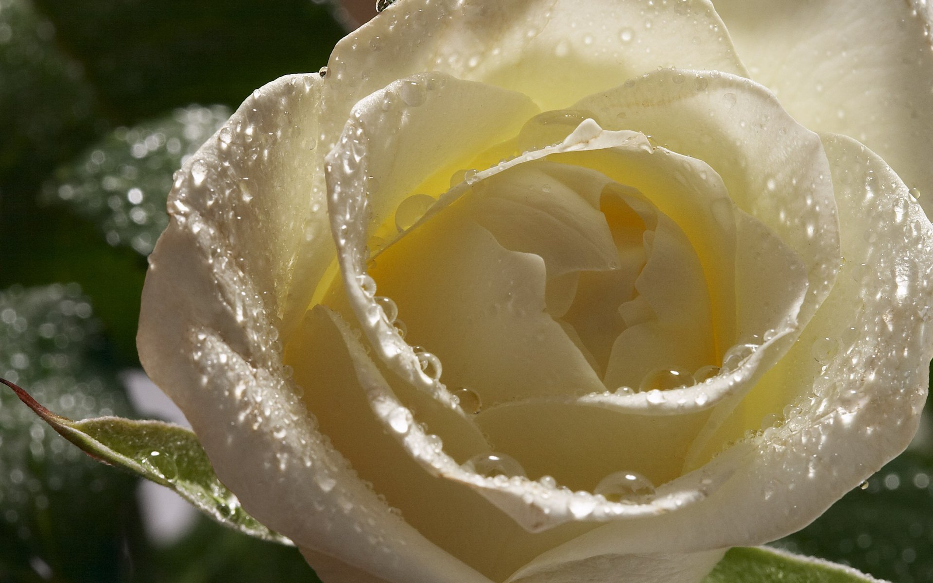 A close-up of a white rose, glistening with droplets of water, surrounded by lush green leaves, showcases the beauty of nature.