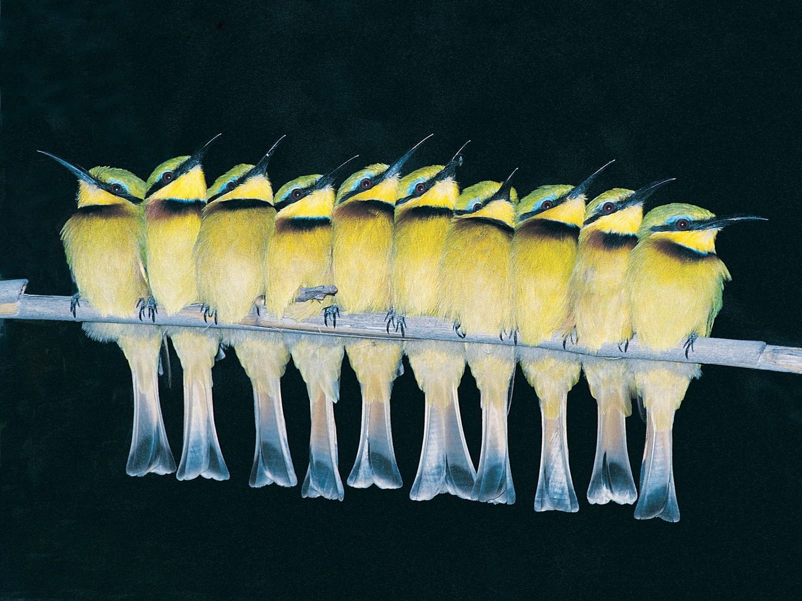 A row of vibrant yellow bee-eaters perched closely together on a branch against a dark background.