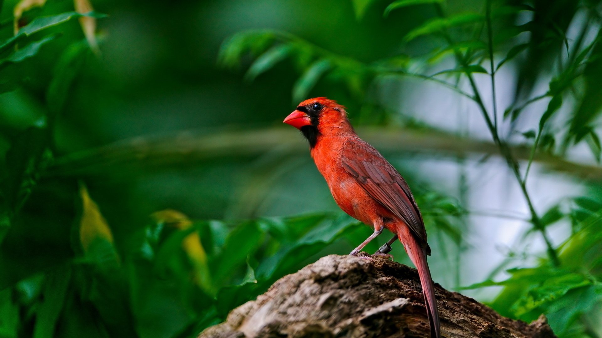 Animal: bright red male cardinal perched on a rough branch surrounded by lush green foliage.
