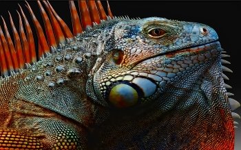 Preview Image 270076