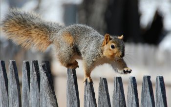 Preview Image 270495