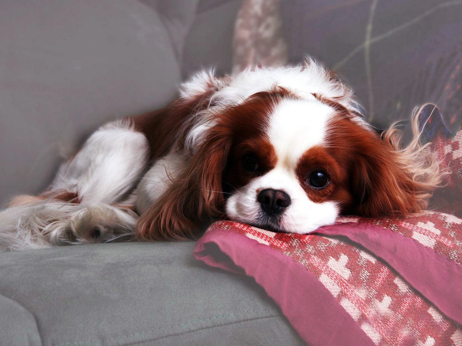 King Charles Spaniel Picture