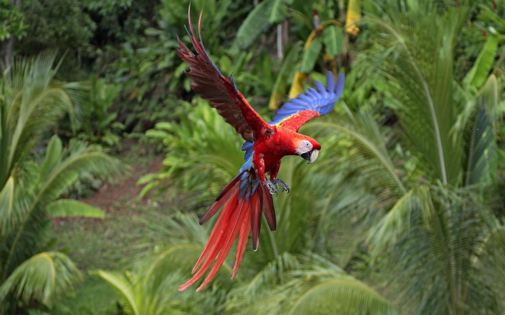 Animal scarlet macaw Image