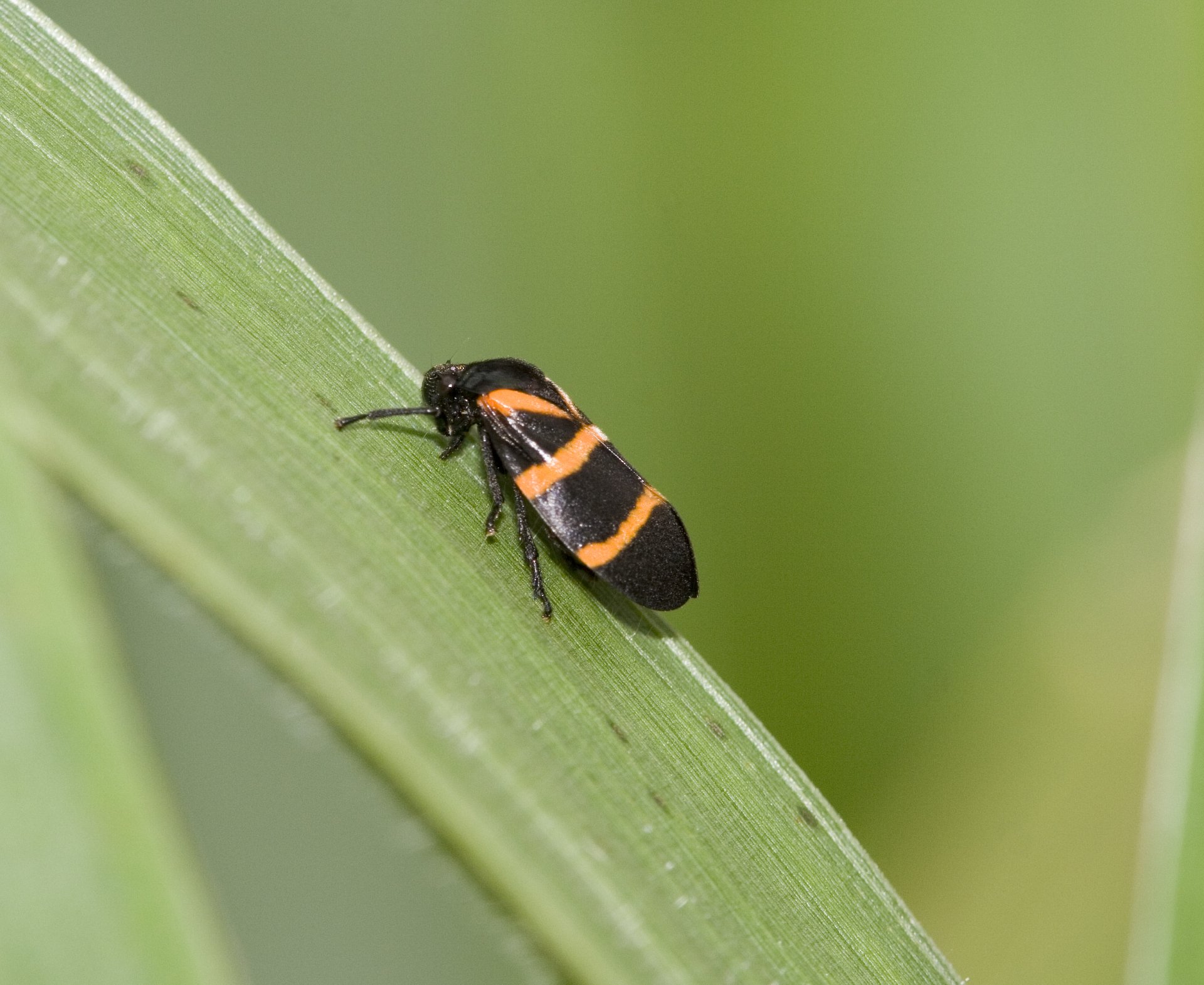 Animal leafhopper Image