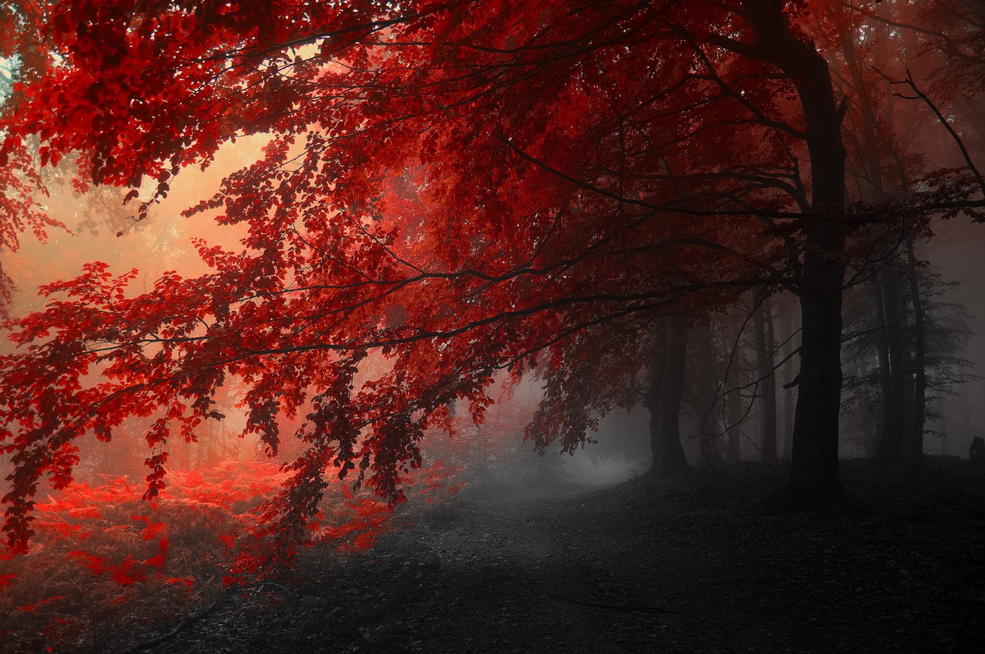 nature forest Image
