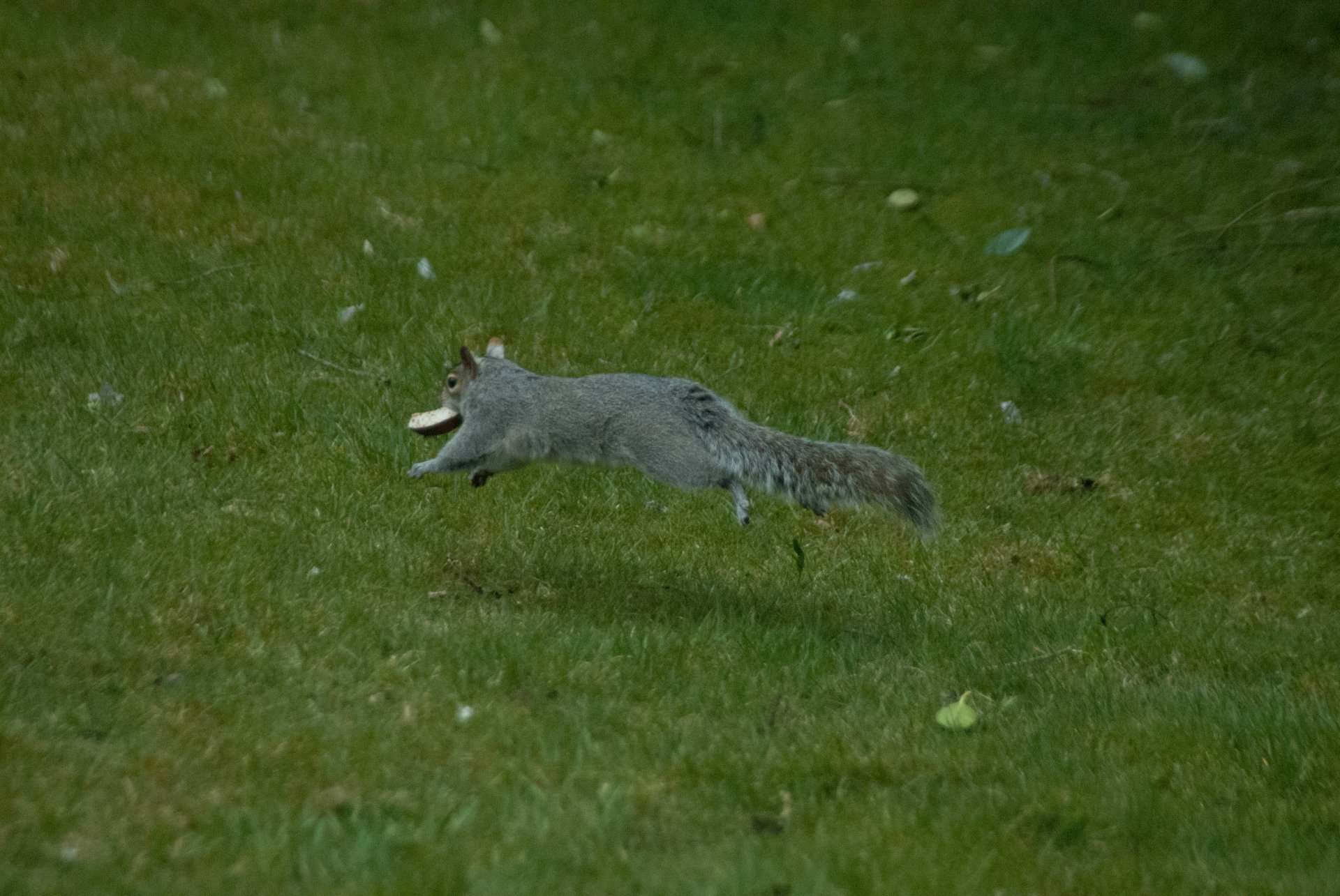 Animal squirrel Image