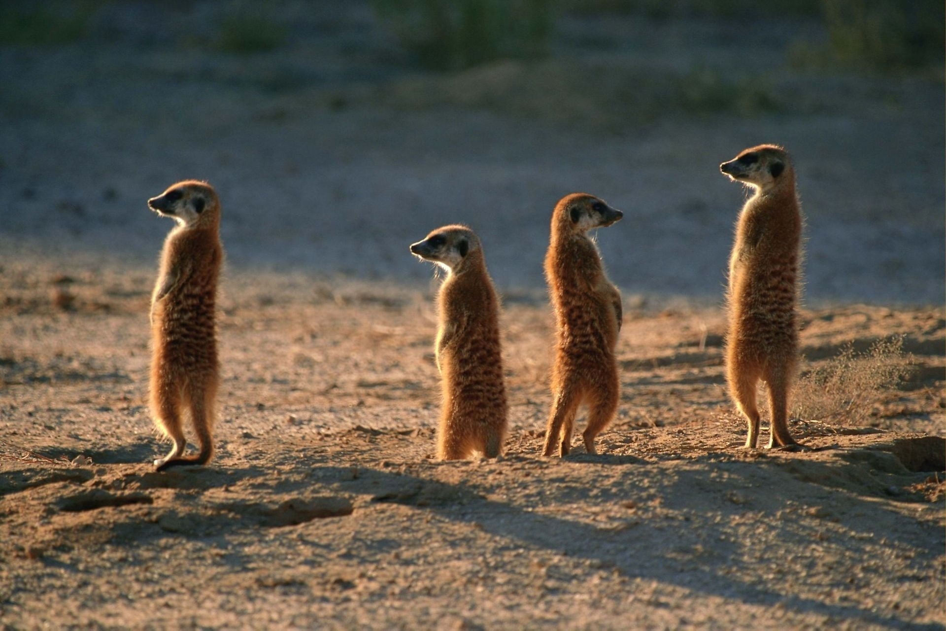 Four meerkats stand upright on sandy ground, attentively surveying their surroundings in soft, warm light.