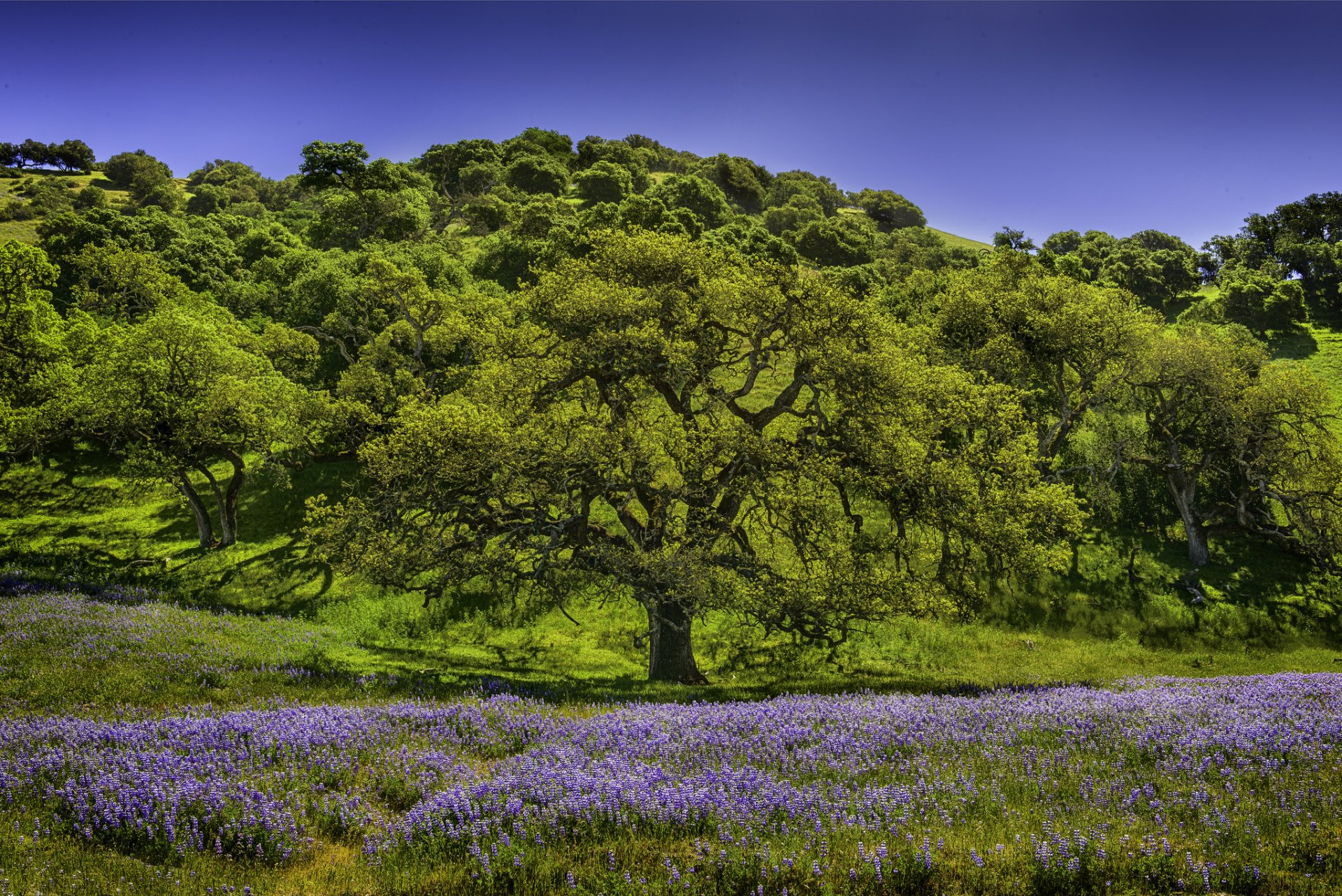 Nature landscape scene: a sprawling oak on a sunlit green hill above a carpet of purple wildflowers beneath a clear blue sky.