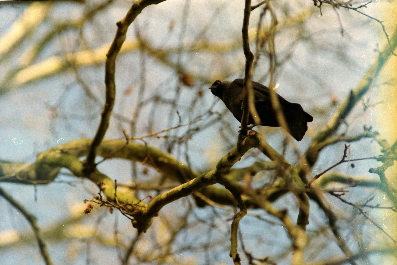 Animal bird tree branch nature Image