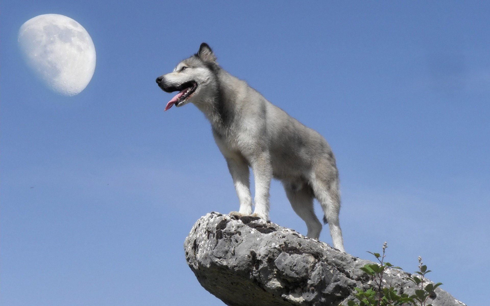 A wolf stands on a rocky outcrop under a clear blue sky with the moon visible in the background.