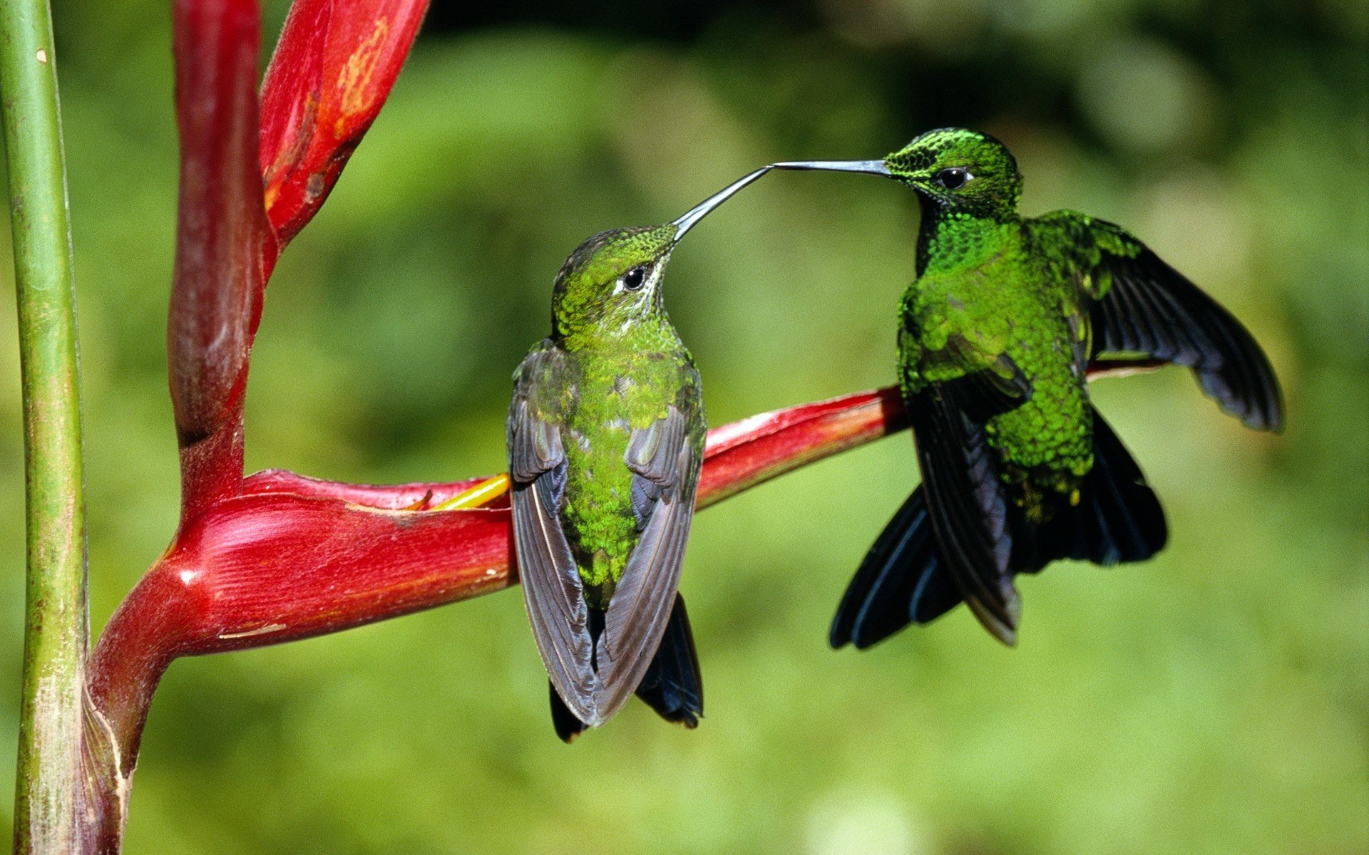 Animal hummingbird Image