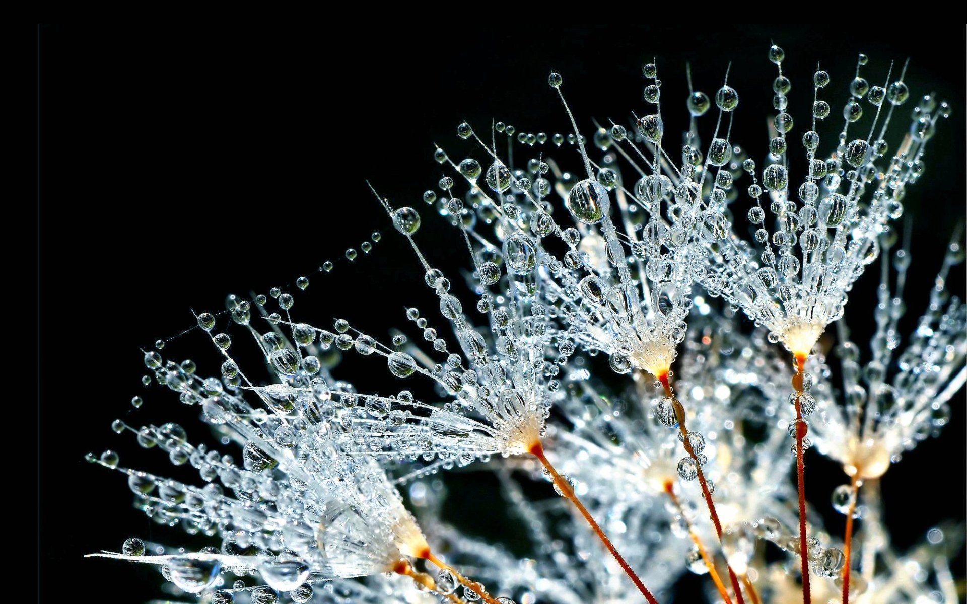 Close-up of delicate flower seeds covered in glistening dew water drops against a dark background.