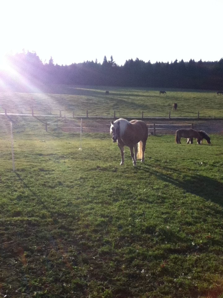 Horse in a German pasture at sunset, sun flare over rolling green fields, a wooden fence and a few other grazing animals near a distant treeline.