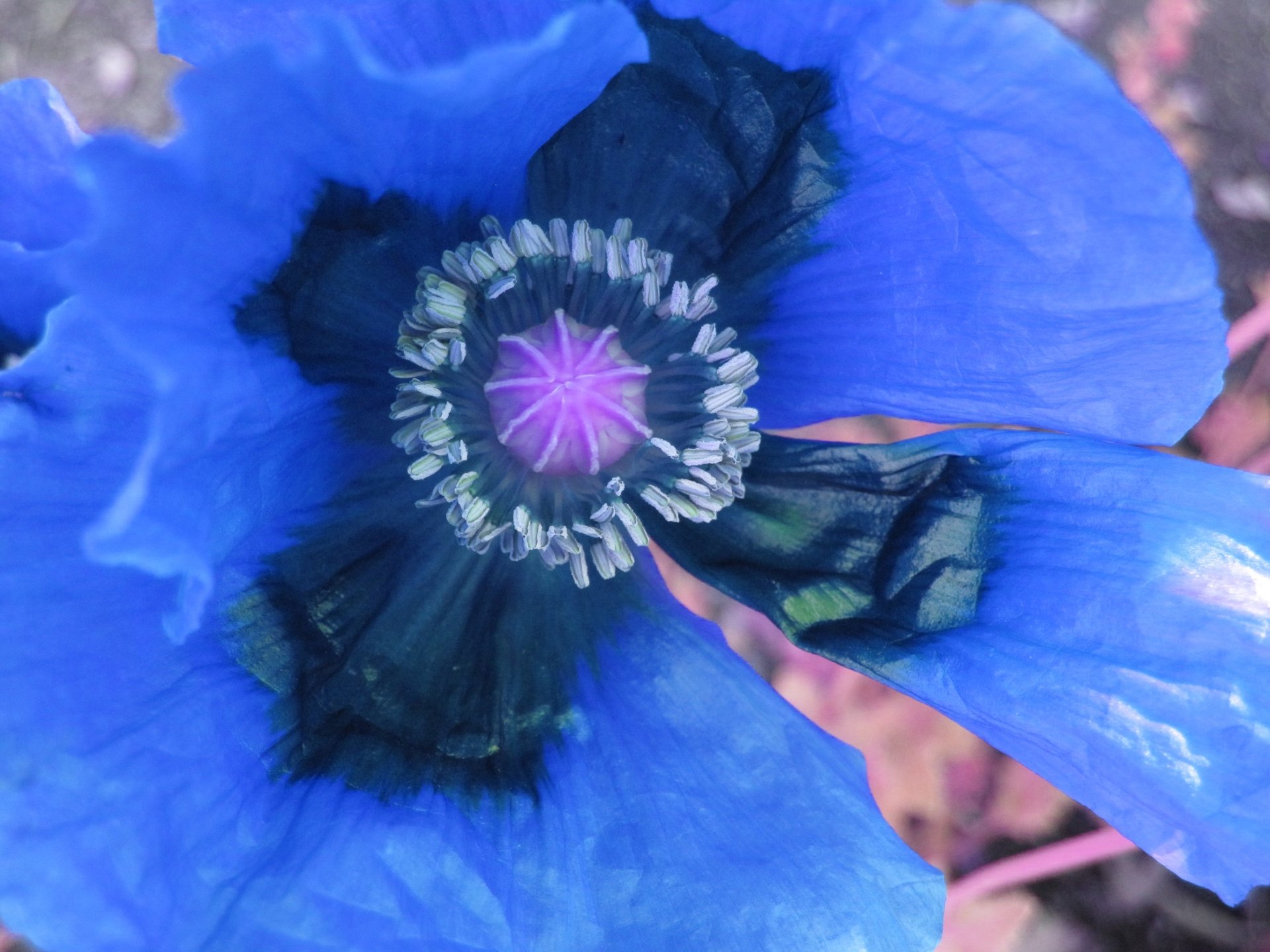 Nature close-up of a vivid blue flower with ruffled petals and a dark central disk ringed by pale stamens.