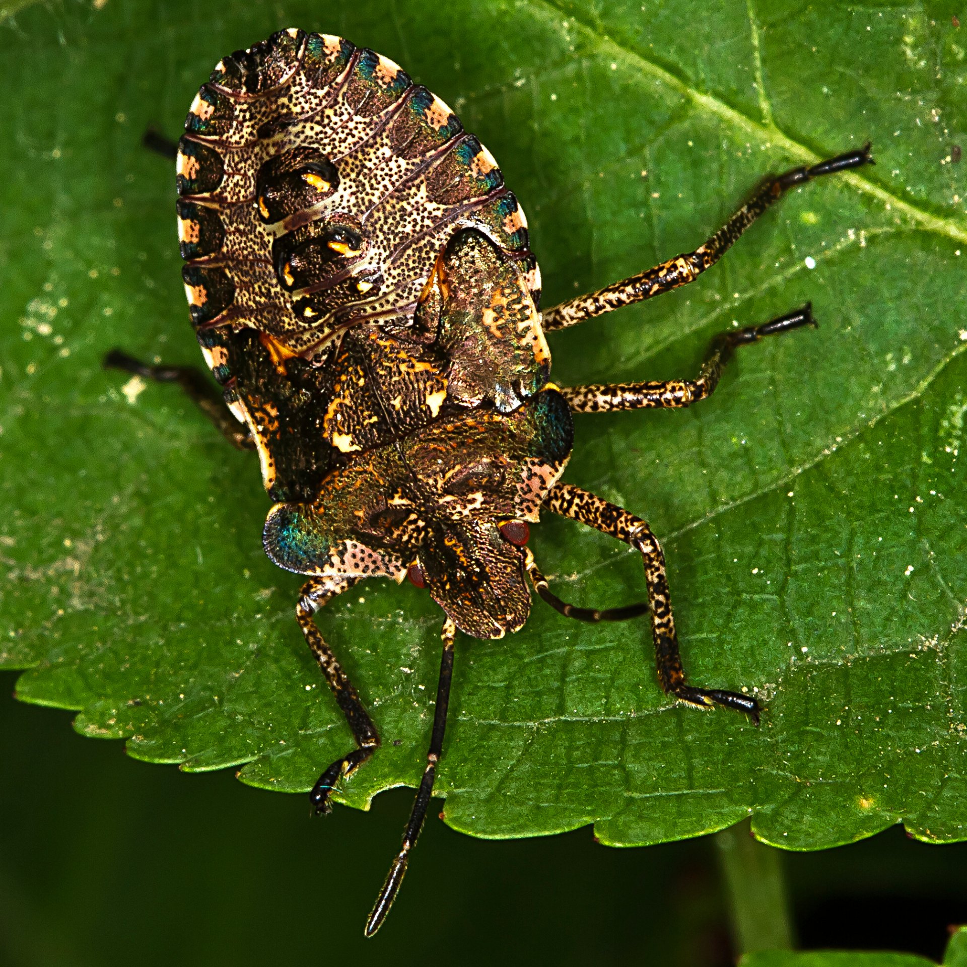 Animal insect Image