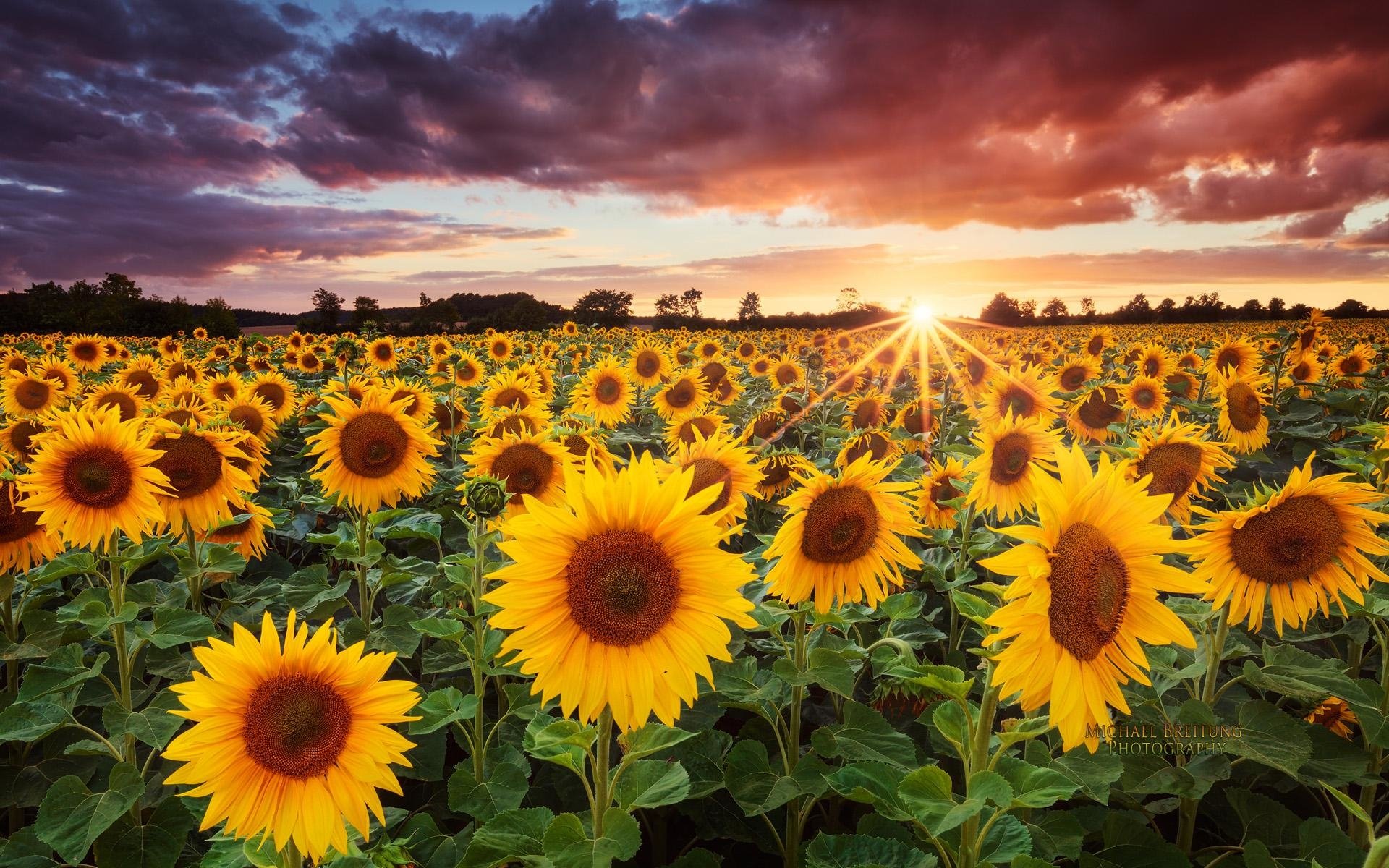 A vibrant sunflower field under a dramatic sunset sky, showcasing nature’s beauty with bright yellow blooms stretching toward the glowing horizon.