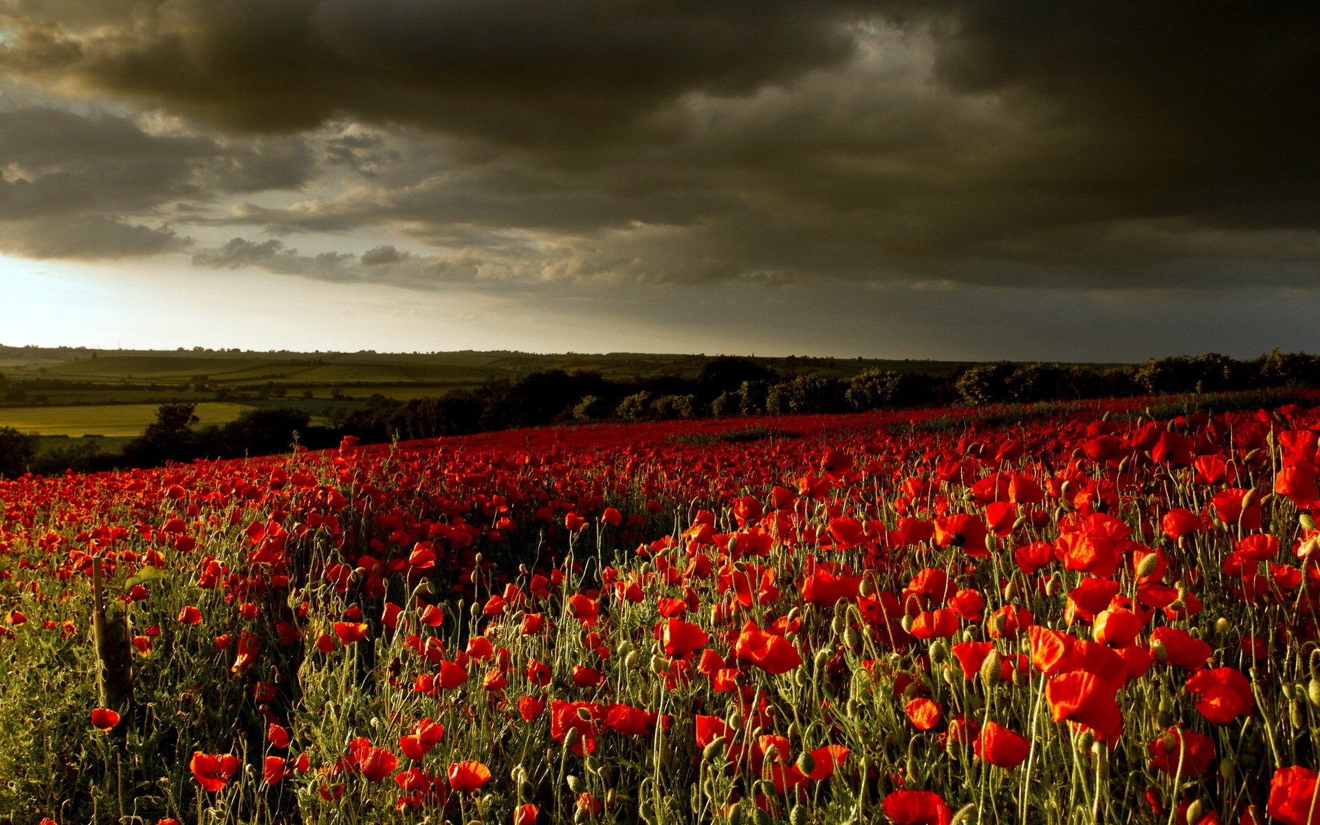 A vast field of vibrant red poppies under a dramatic, cloudy sky, showcasing the beauty of nature.