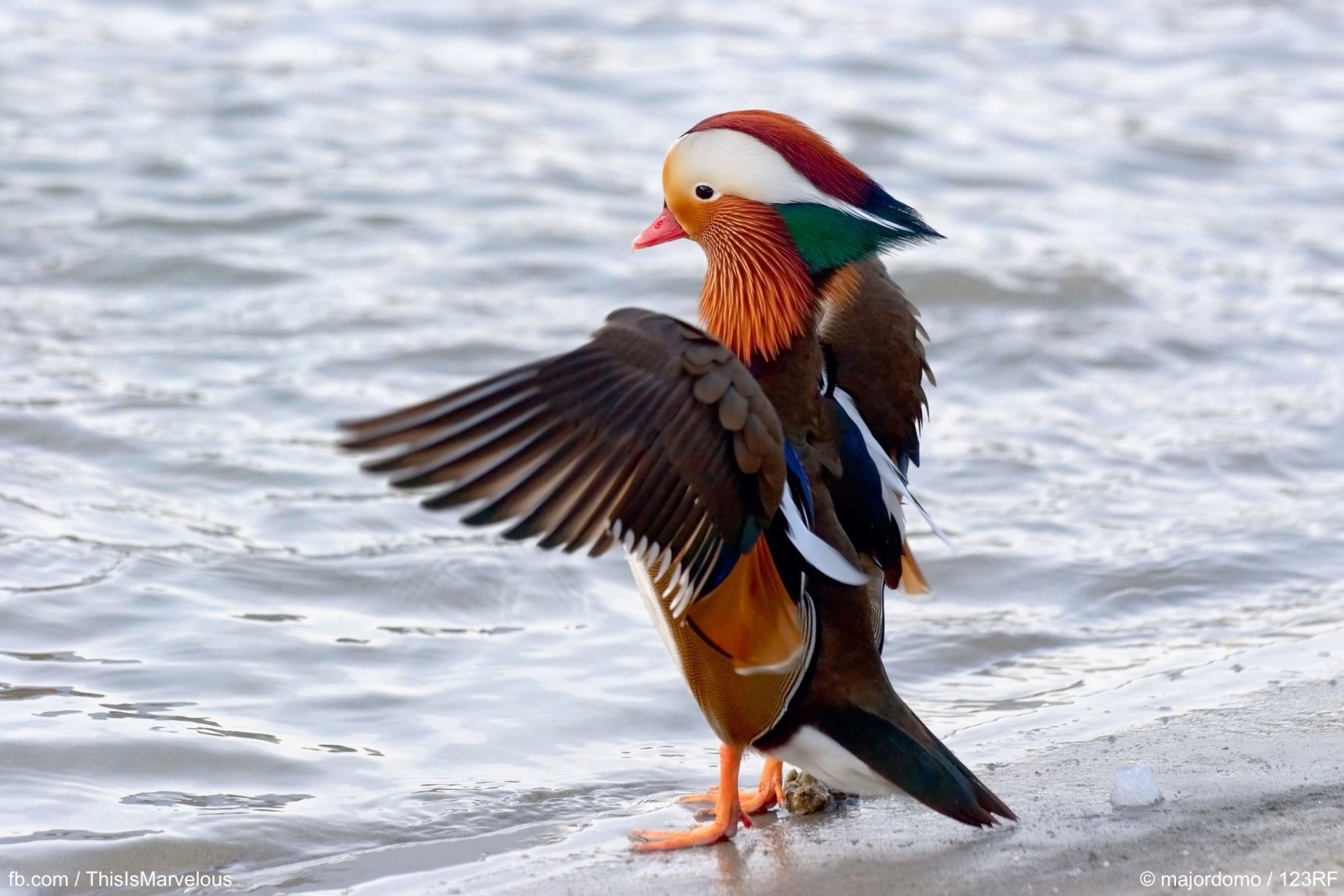 Mandarin duck with vibrant plumage spreads its wings standing by the water’s edge in a wildlife setting.