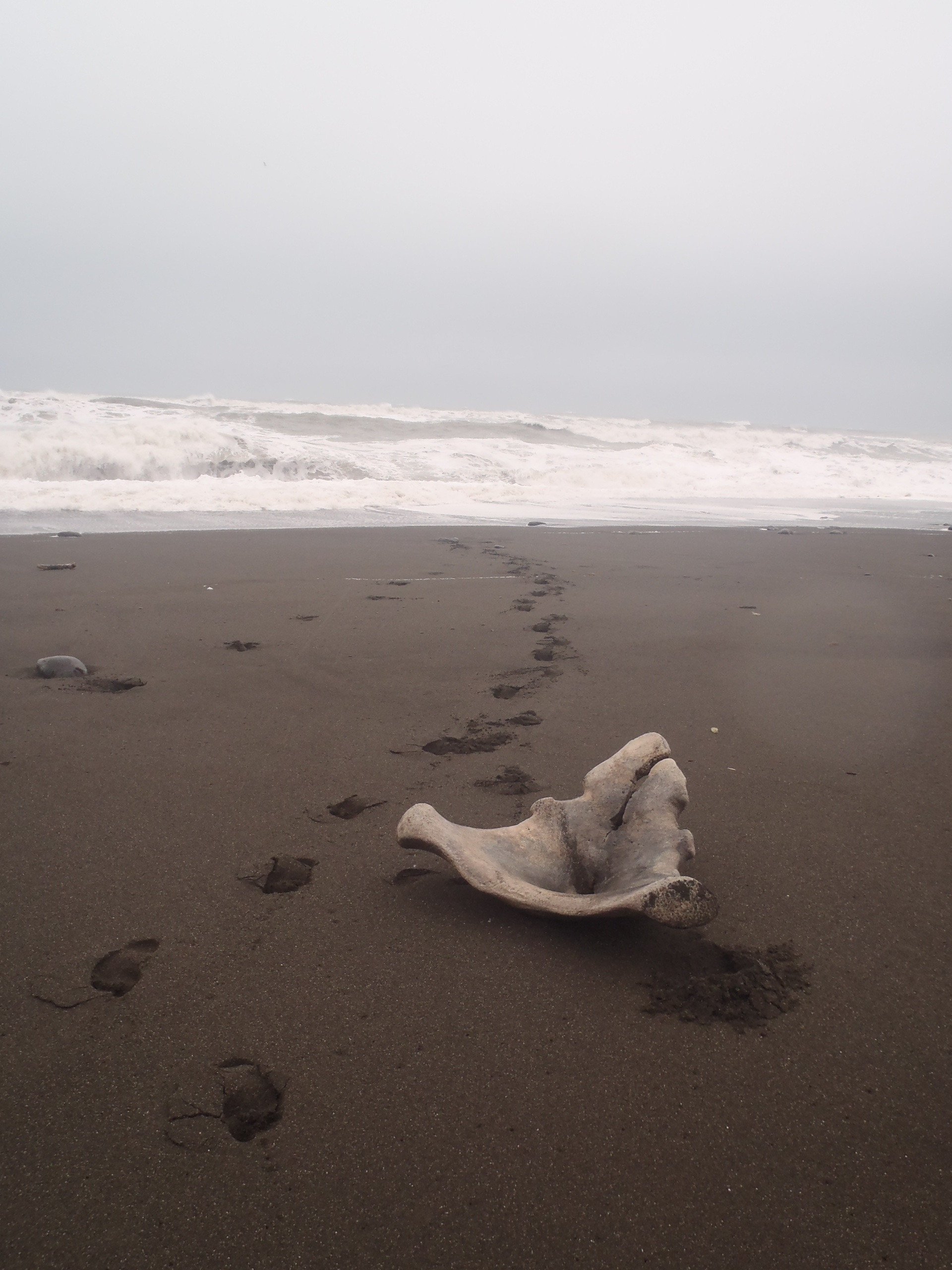  Whale Bone Washed Up On Shore