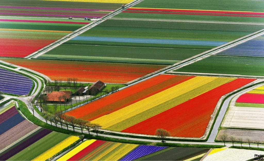 Aerial view of vibrant tulip fields in neat striped rows of red, yellow, purple and blue, with a farmhouse and winding road across a colorful agricultural nature landscape.