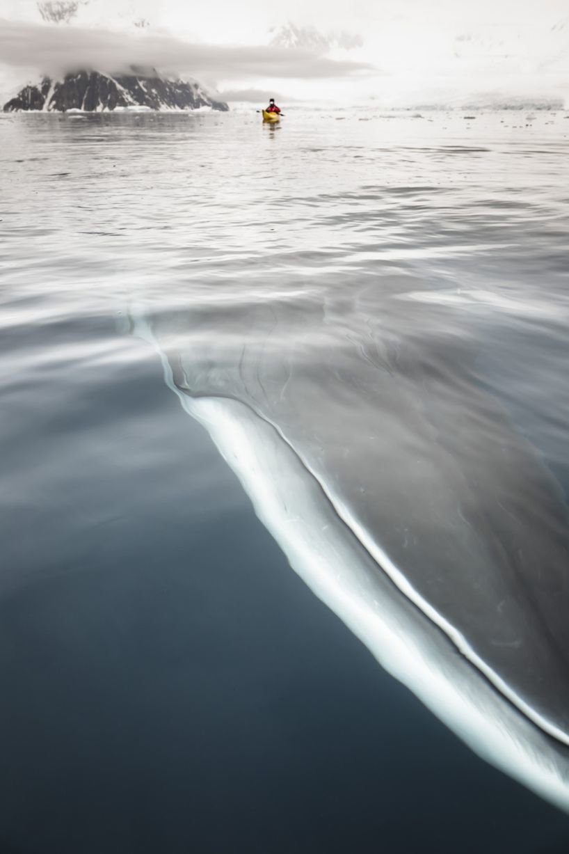 Animal whale kayaking ocean Wildlife Image