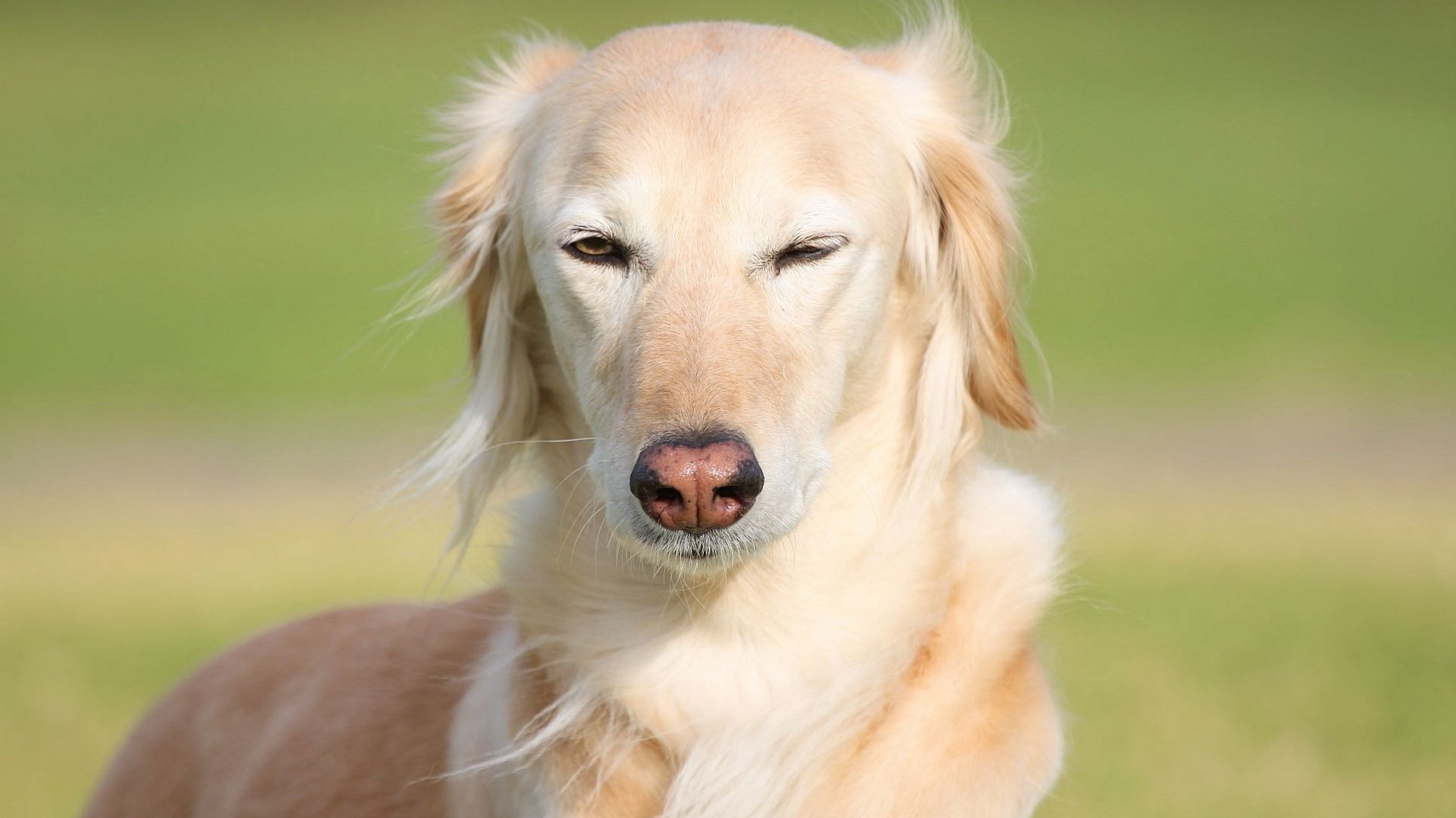 A close-up of a saluki with a smooth, golden coat, looking directly at the camera against a blurred green background, showcasing its elegant features and calm demeanor.