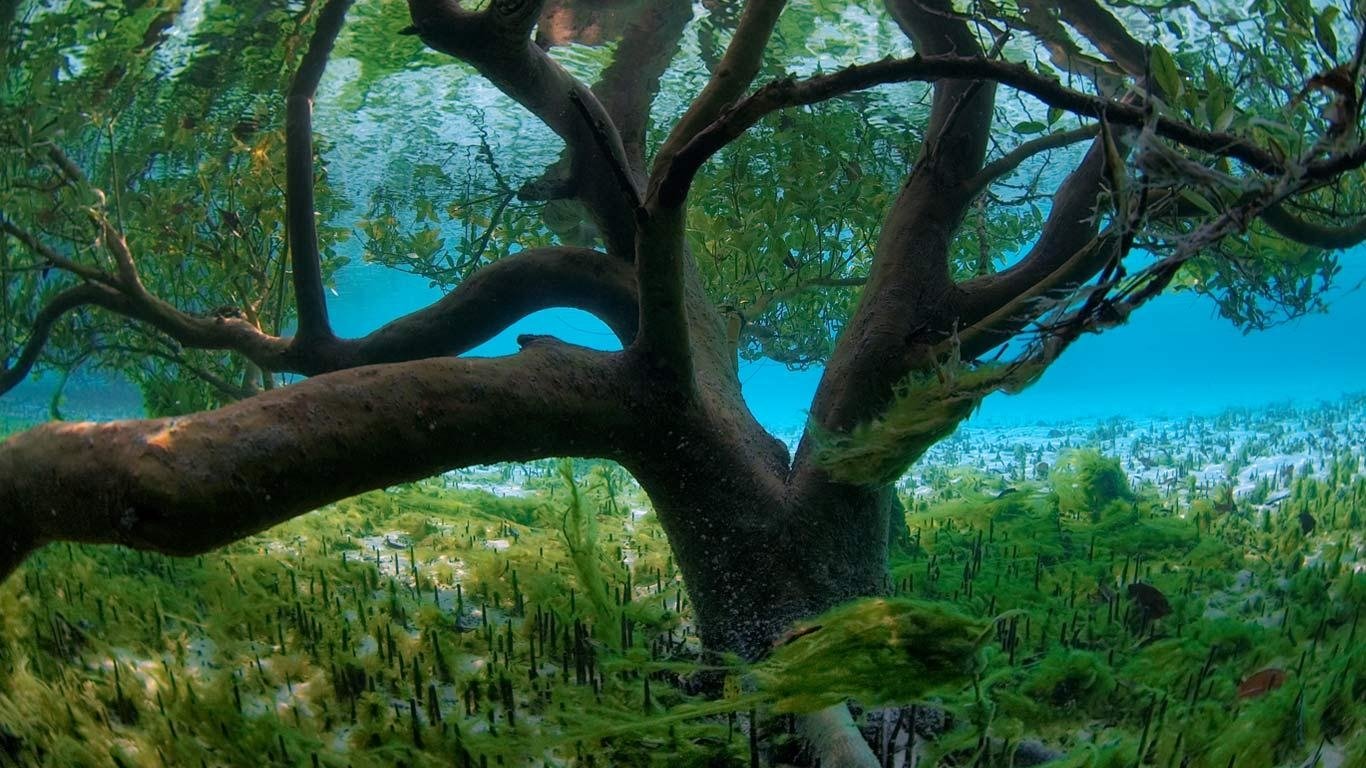  Underwter Mangrove Tree