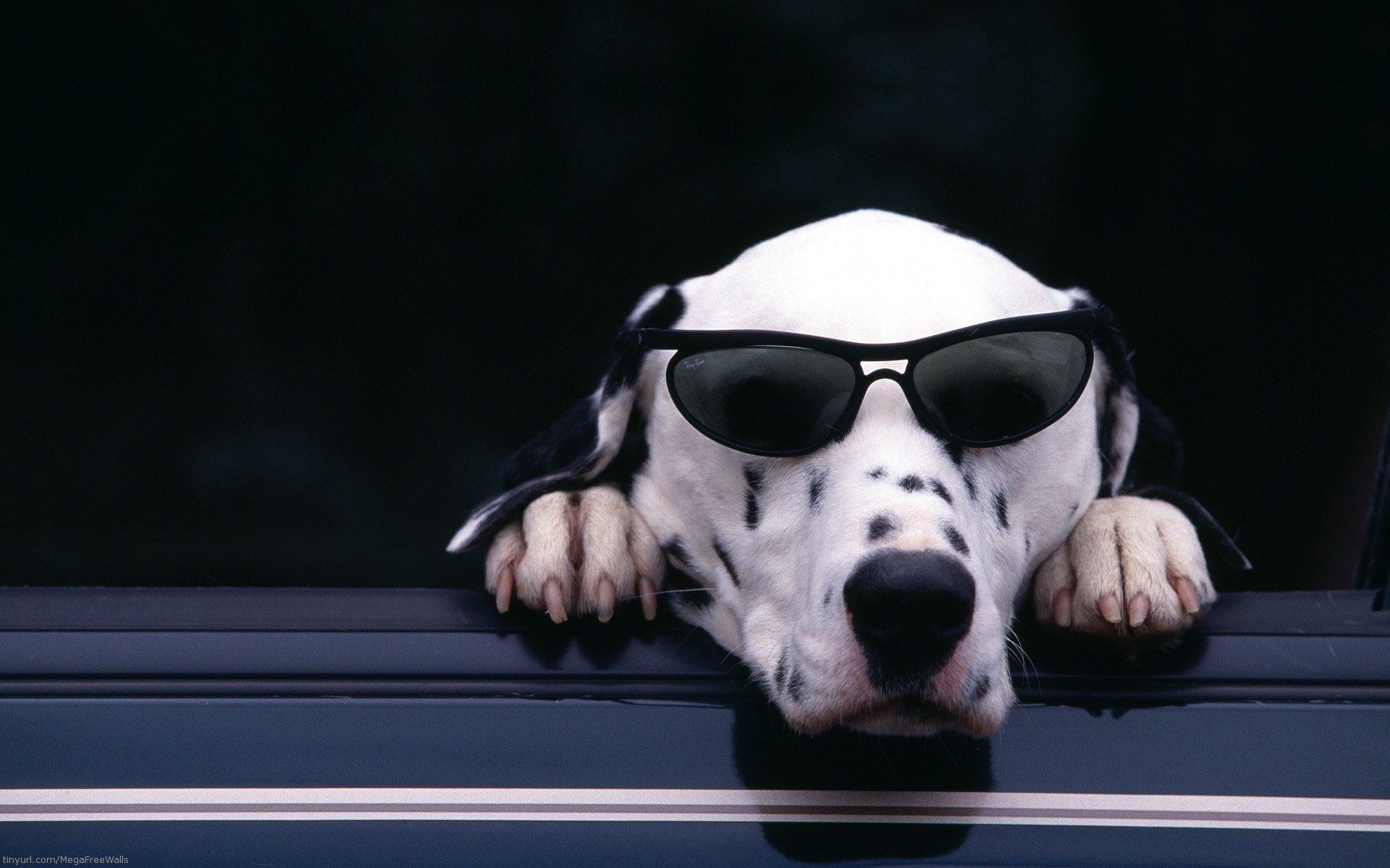 Dalmatian dog wearing Ray-Ban sunglasses, resting its head on the edge of a car window against a dark background.