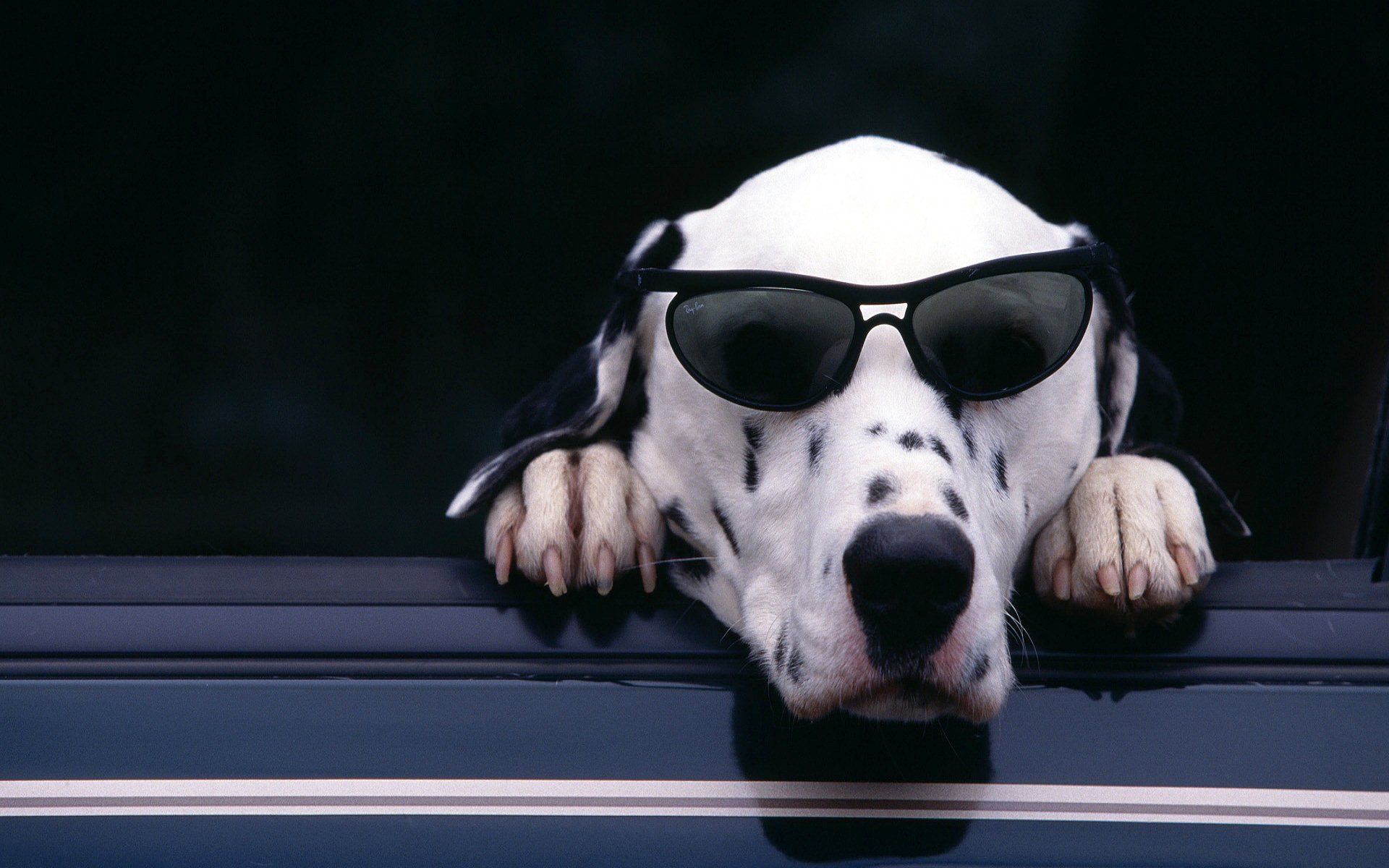  Dalmatian Wearing Sunglasses