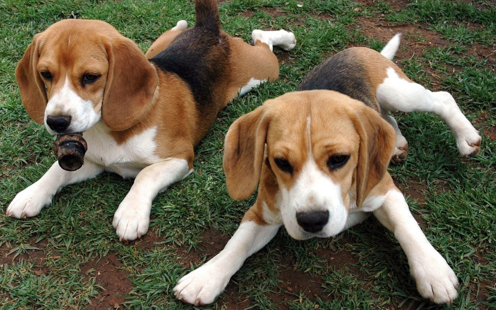 Two beagle dogs lying on grass, both with tricolor coats and expressive faces.