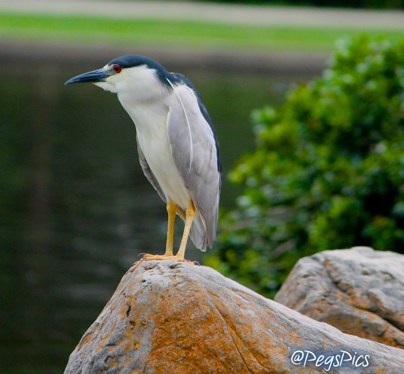A heron (animal) perched on a rock at a pond edge, gray-and-white plumage, yellow legs and red eye, with green shrubs and calm water behind.