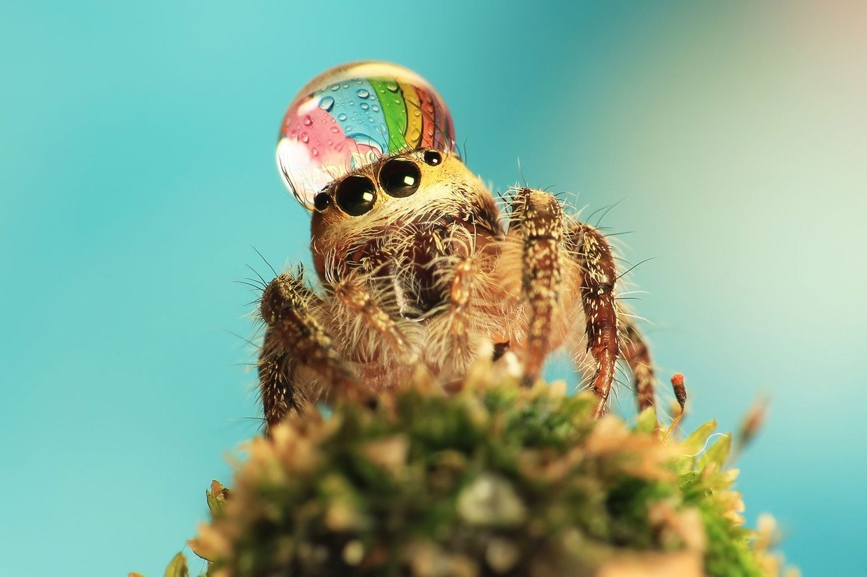 A close-up macro photograph of a spider with water droplets on its head, showcasing intricate details of the animal in a natural setting.