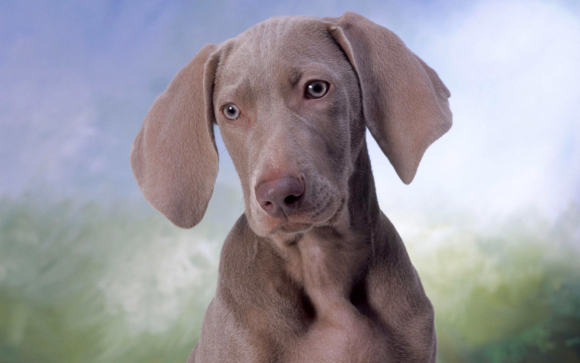 Animal weimaraner Image