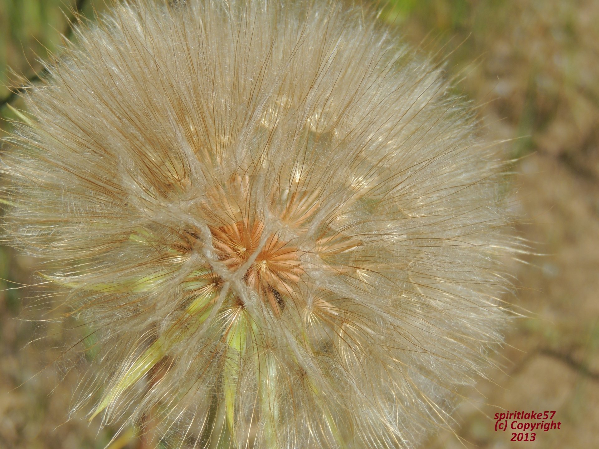 Close-up of a dandelion flower with delicate seed hairs in a natural outdoor setting.