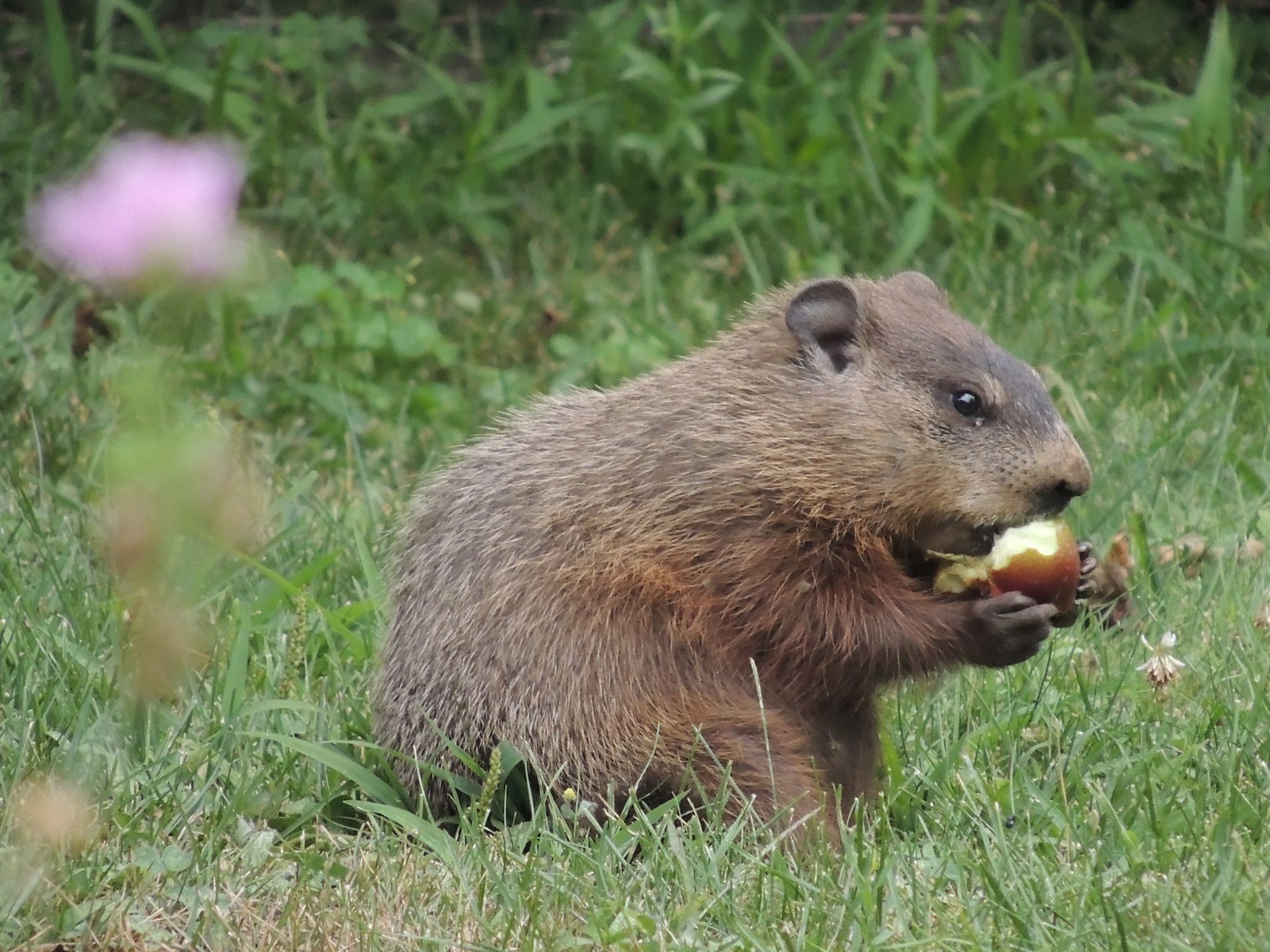  Freddy The Freeloader