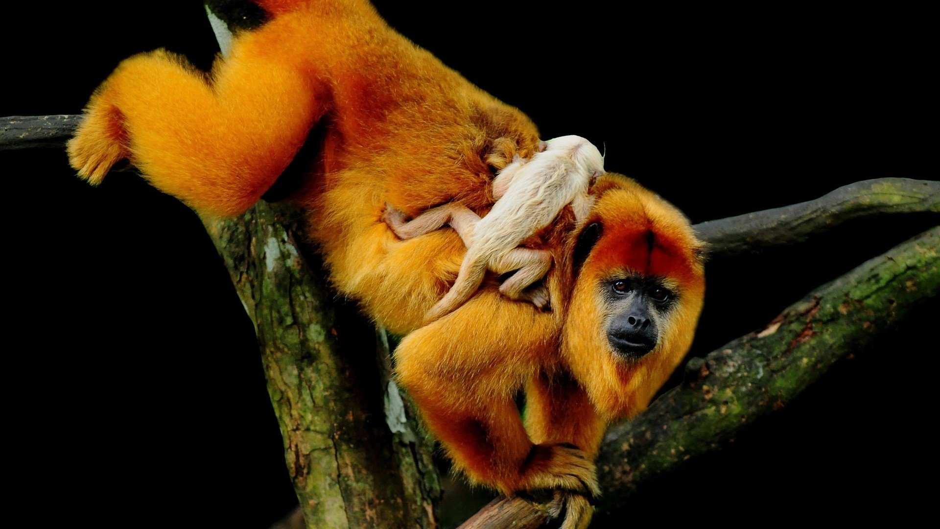 A vibrant orange monkey rests on a branch, while a smaller, lighter-colored monkey clings to its back, both surrounded by a dark background.