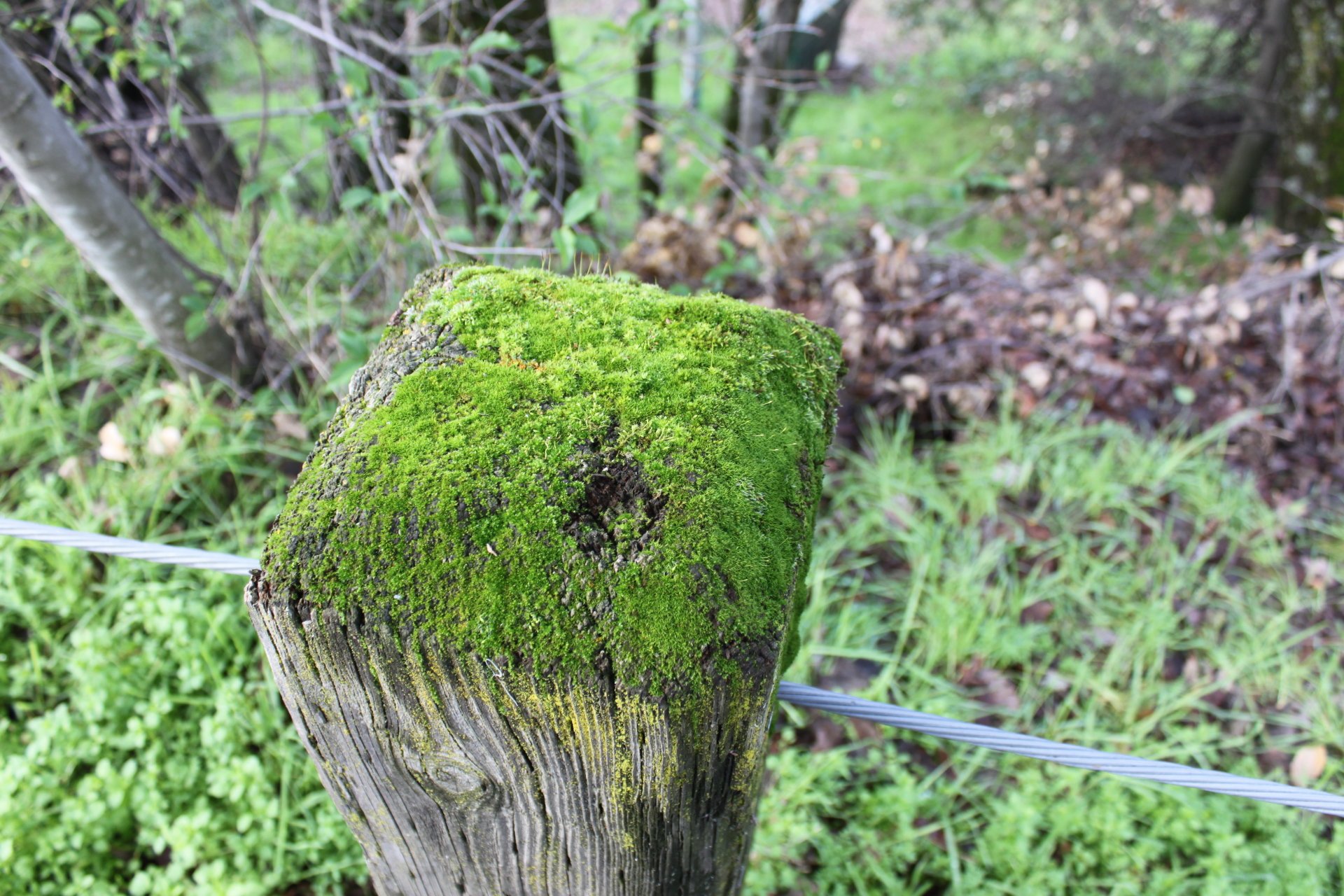  Moss Growing on Pole