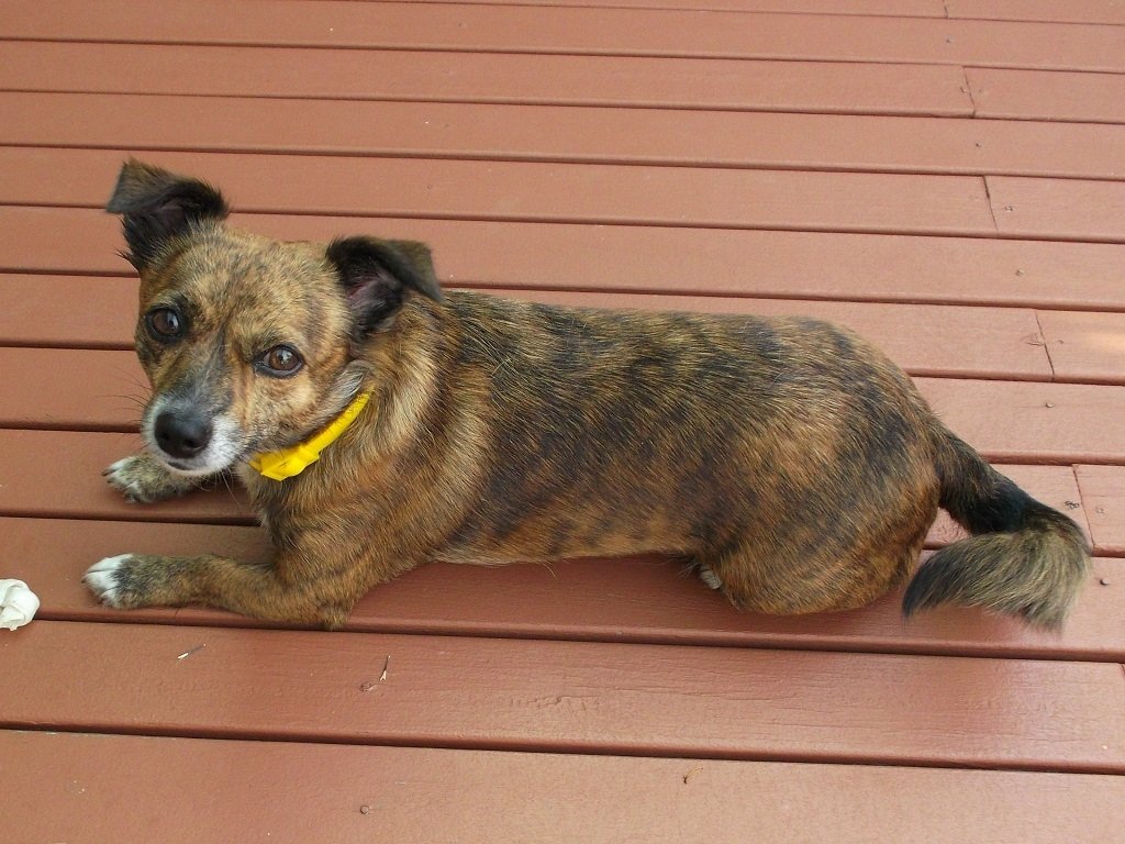 A small brown dog with a yellow collar lies on a wooden porch, looking curiously at the camera. Its fur has a brindle pattern.